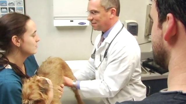 watch Mark watch a dog get an anal exam смотреть онлайн
