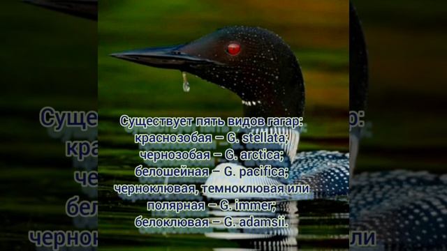 Чёрнозобая гагара смотреть онлайн