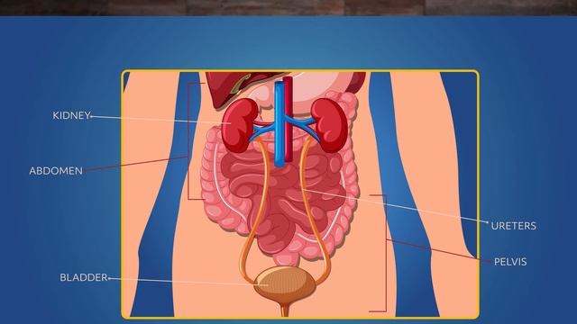 The Urinary System смотреть онлайн