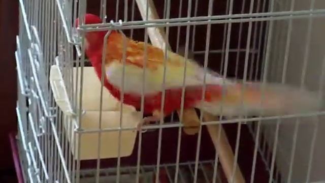 Pityu fürdik 3. смотреть онлайн