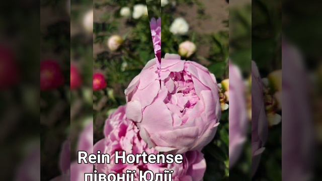Rein Hortense #peony