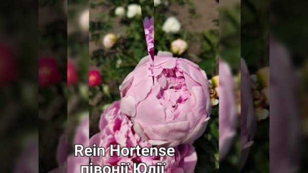 Rein Hortense #peony