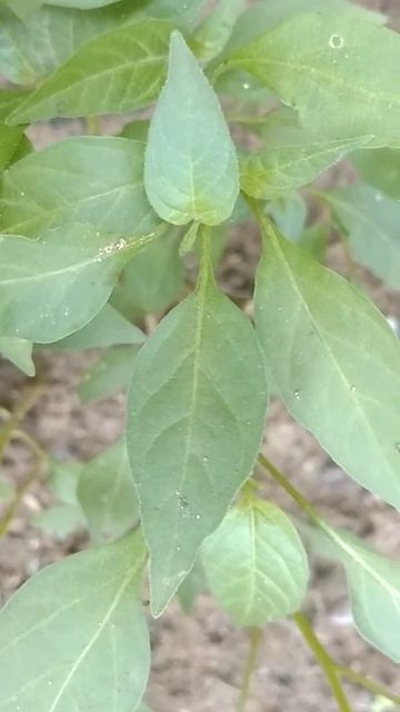 Black nightshade #shorts смотреть онлайн