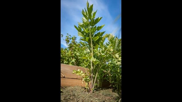 "Любисток" смотреть онлайн