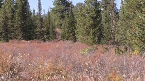 Охота на Марала в Сибири. Выход на вабу.