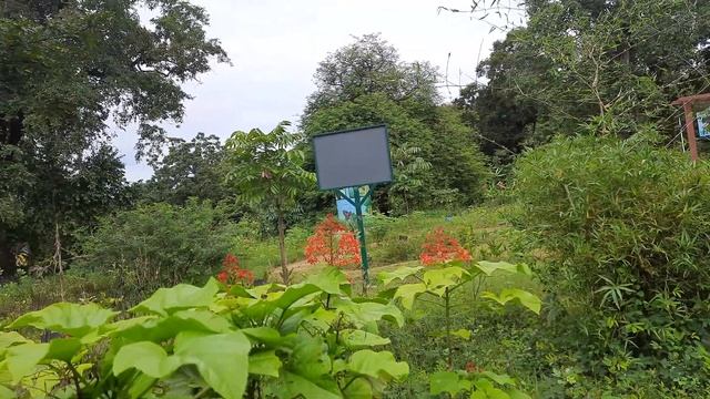 Southern birdwing 🦋 nectoring on clerodendrum @ butterfly park joida смотреть онлайн