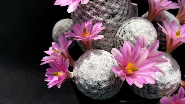 白鳥の花　Mammillaria herrerae　2023 04 21 смотреть онлайн