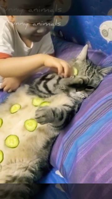 ,Спа для кошек #cat смотреть онлайн