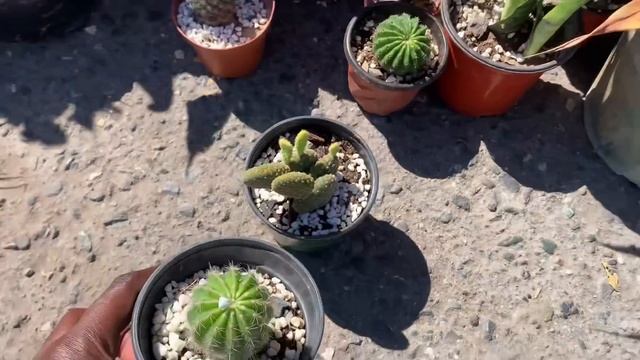 Buried Alive! | We Had No Other Choice смотреть онлайн