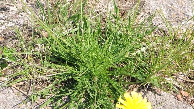 Scorzoneroides autumnalis 200715 смотреть онлайн