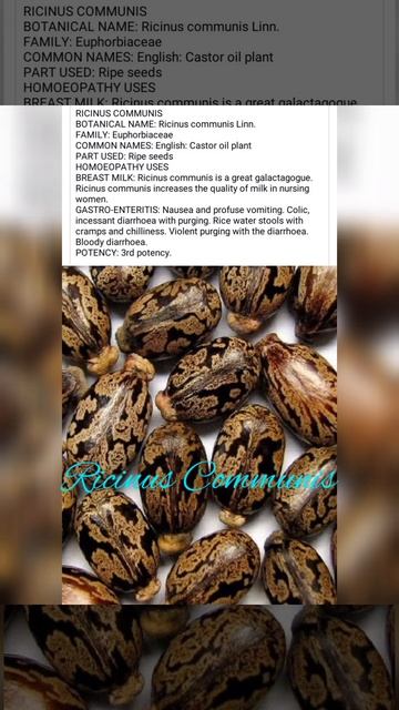 Ricinus Communis Homoeopathic uses#homoeopathic #youtubeshorts #shorts #ytshorts смотреть онлайн
