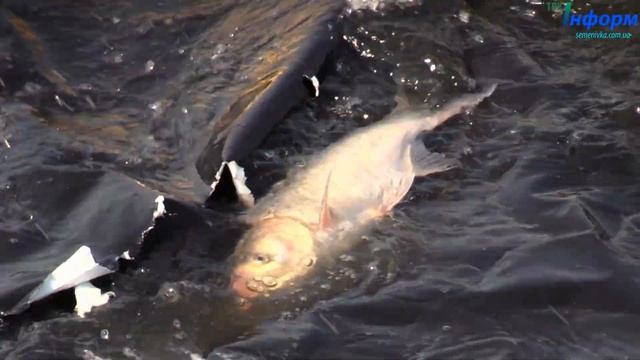 13.04.2018 БІЛЯКИ смотреть онлайн