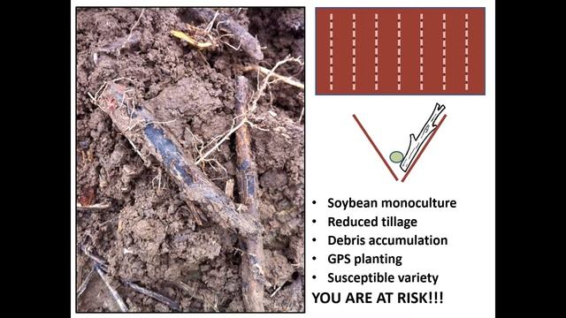 Tri State Soybean Forum Soybean Pathology Tap root decline смотреть онлайн