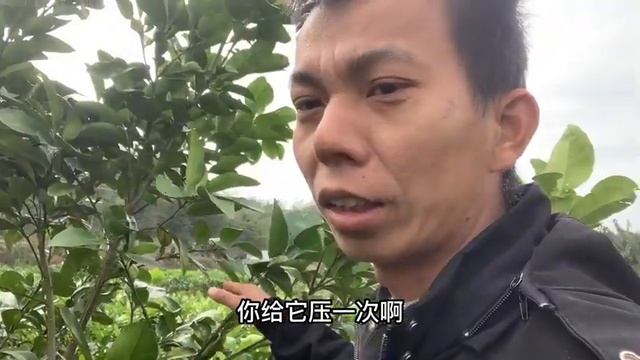 很多人种植柚子苗，3~5年也不开花挂果，你知道什么原因吗？ смотреть онлайн
