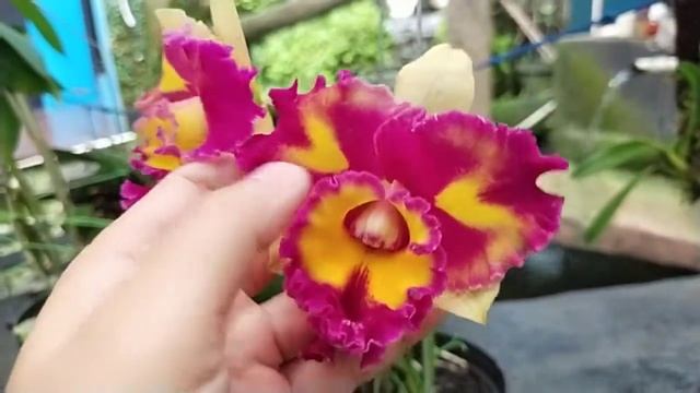 Cattleya Rungnapa Fancy смотреть онлайн