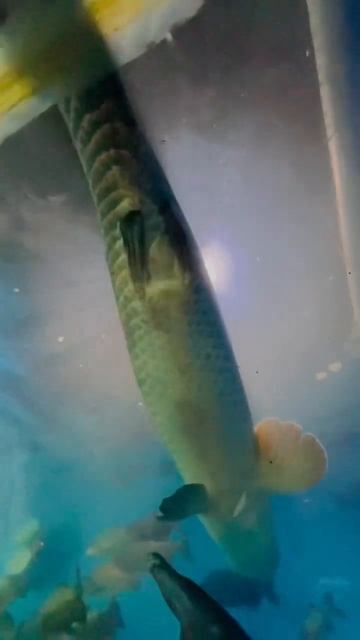 Underwater aquarium | Expo | Giant Arapaima | Red tail catfish | AligatorGhar #underwater #aquarium смотреть онлайн
