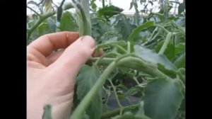 ТОМАТ АГИЛИС F1