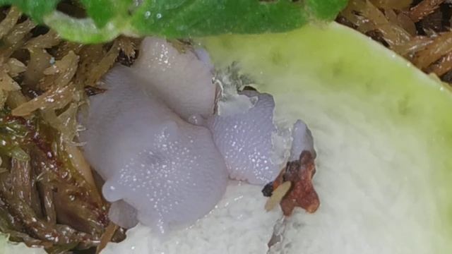 Овумята Сильверы. д.р 24 апреля. #архахатины #ахатины смотреть онлайн