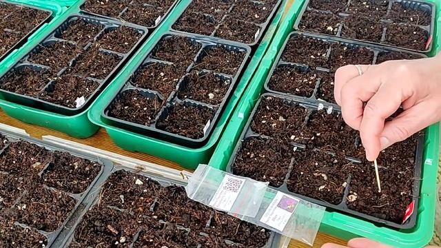 КОКОСОВЫЙ СУБСТРАТ l ПОСЕВ ПЕТУНИИ l ТОРФЯНЫЕ ТАБЛЕТКИ l СЕЯТЬ ИЛИ НЕТ смотреть онлайн