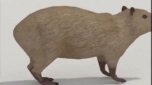 Капибара крутится 1 час