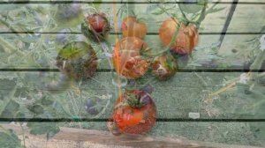 Томат Ясный самоцвет. Вкус удивит всех соседей!