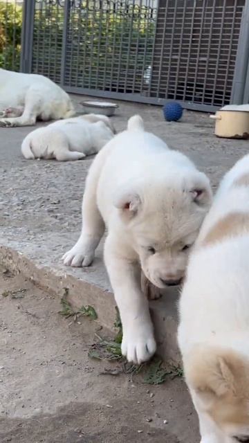 Помет П сезона 2022 в питомнике Тимерташ Доставку помогаю +79048881825 Viber WhatsA www.Timertash.r смотреть онлайн