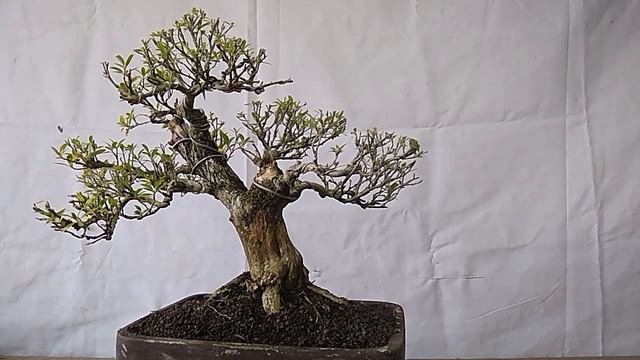 Bonsai Serissa Foetida Old Tree 12.816 смотреть онлайн