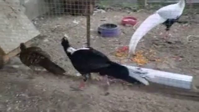 Свайно.AVI смотреть онлайн