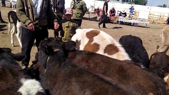 Талас мал базарында жанылык кыскача #12_09_2021# смотреть онлайн