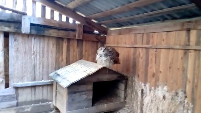 Самец-совец, самица, птенец смотреть онлайн