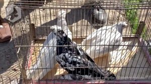 Птичий рынок г. Ташкент - ГОЛУБИ (03.04.2021) / Uzbek Pigeons