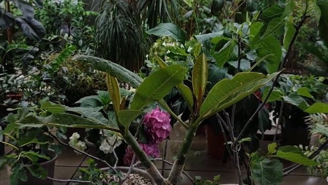 Pflanzen abregen lassen Regenwald Dschungel Terrasse wieder Regenrekord Gummibaum Zamie Palme Yucca смотреть онлайн
