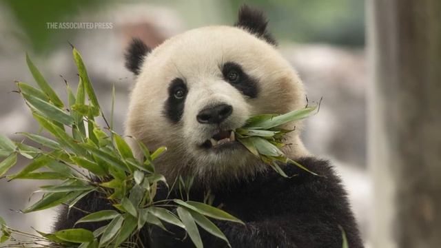 2 giant pandas are coming to Washington's National Zoo from China смотреть онлайн