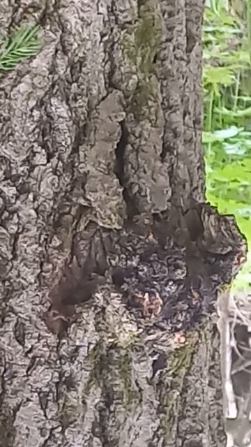 У Лукоморья дуб зелёный, на дубе том черноглазый Кот Учёный отдыхает отвернувшись от весёлых псов. смотреть онлайн