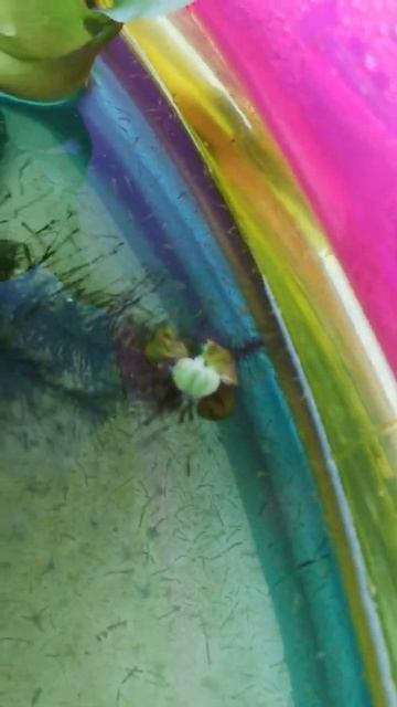 первый день малькам кои смотреть онлайн