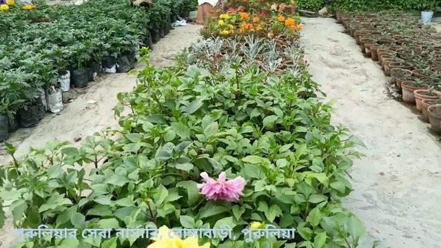 পুরুলিয়ার সেরা নার্সারি || Top Nursery in Purulia|| Sagar Nursery, Purulia смотреть онлайн