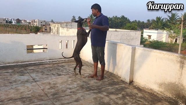 1 year old Cute Kanni dog standing | Karuppan смотреть онлайн