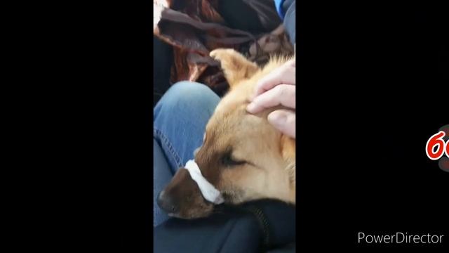 отлов 17.3.24 смотреть онлайн