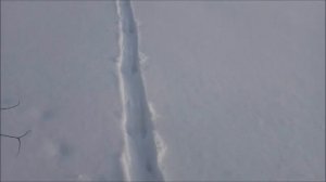 Следы диких животных (720p)