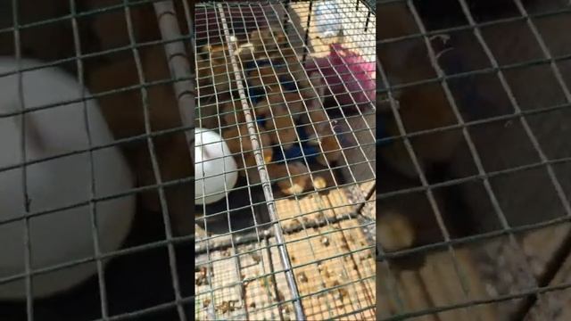 Tamu minggu Di Tenom смотреть онлайн