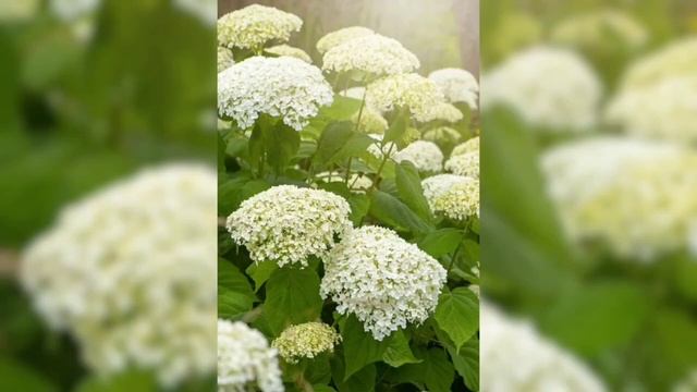 #Hydrangea #Sukusum #Plant #Flower #Benefits #Symbolism #You Tube Nature смотреть онлайн