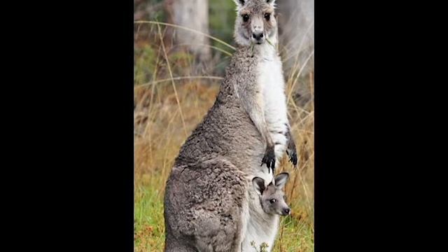 Kangaroo. смотреть онлайн
