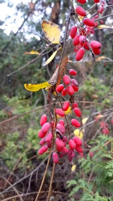 Красивые ,красные осенние ягоды смотреть онлайн