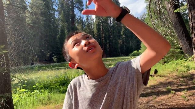 Sequoia National Park General Sherman Tree, Giant Forest Museum, Tunnel Log (bonus footage) смотреть онлайн