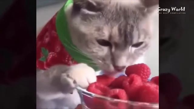 КОТ КУШАЕТ МАЛИНУ С БОЛЬШИМ УДОВОЛЬСТВИЕМ! КОТЭ И МАЛИ смотреть онлайн