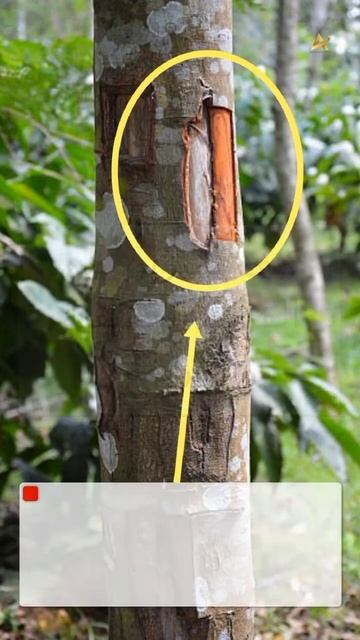 كيف تميز بين القرفة الحقيقية والمزيفة ؟#شجرة_التلفزيون_الخضراء смотреть онлайн