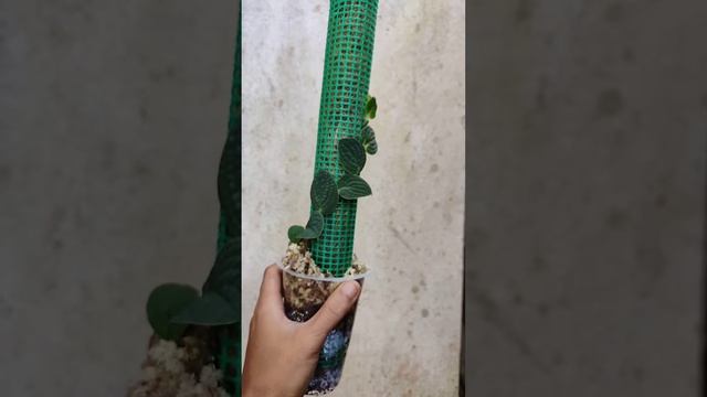 Baby Rhaphidophora Tenuis Silver