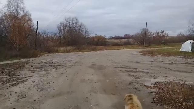 Поселок Коршуновка Пичаевский район смотреть онлайн