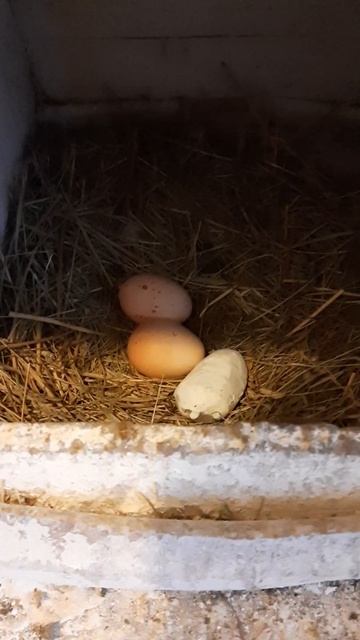 Сбор яиц! #сборяиц смотреть онлайн