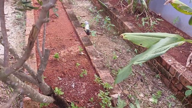 [ Kebun BANDAR ] Cara Pilih DAHAN Pokok MATA KUCING Selepas CANTAS / Pruning Sebagai Dahan UTAMA смотреть онлайн